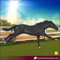 Horse Color:Black 