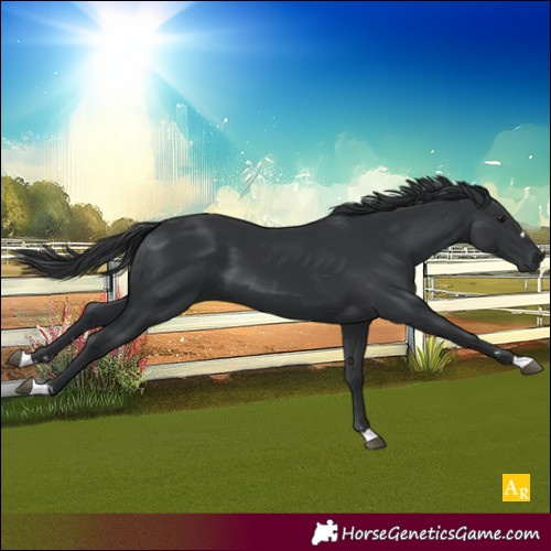 Horse Color:Black