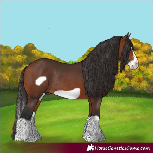 Horse Color:Bay Splash Frame Rabicano 