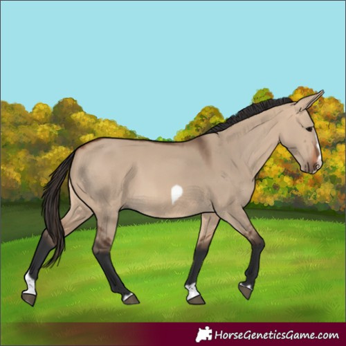 Horse Color:Bay Dun Splash Frame Rabicano 
