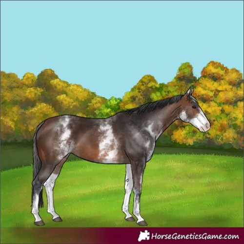 Horse Color:White Spotted Brown