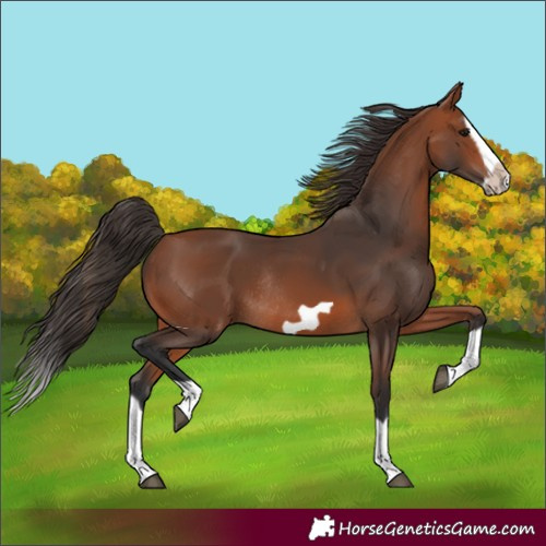 Horse Color:Bay Splash Frame Rabicano 