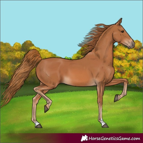 Horse Color:Chestnut and Chestnut