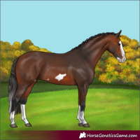 Horse Color:Bay Splash Frame Rabicano