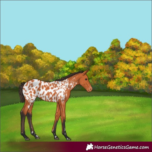 Horse Color:Bay Near Leopard 