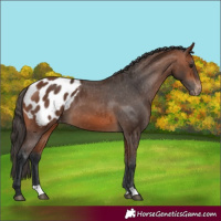 Horse Color:Bay Appaloosa 