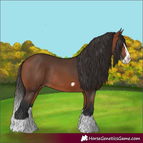 Horse Color:Bay Splash Frame Rabicano 