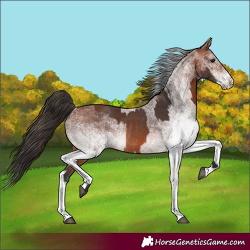 Horse Color:Bay Rabicano and White Spotted Bay Rabicano