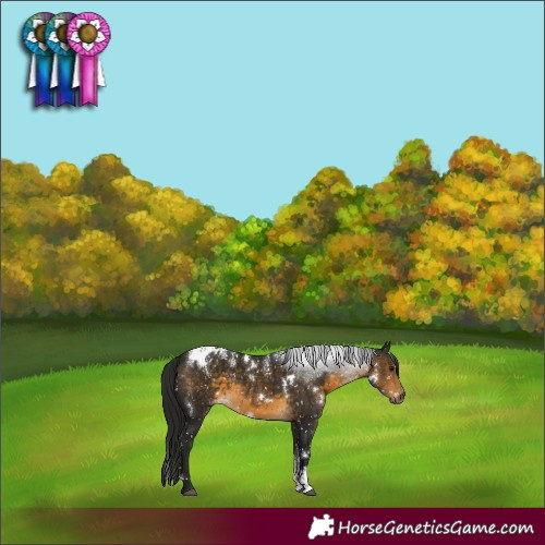 Horse Color:Powder White Gray White Spotted Buckskin Appaloosa