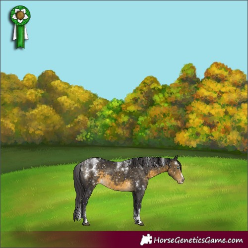 Horse Color:Powder White White Spotted Buckskin Frame Appaloosa