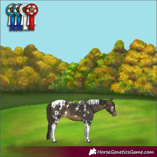 Horse Color:White Spotted Buckskin Tobiano Appaloosa 