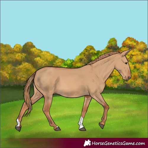 Horse Color:Red Dun 