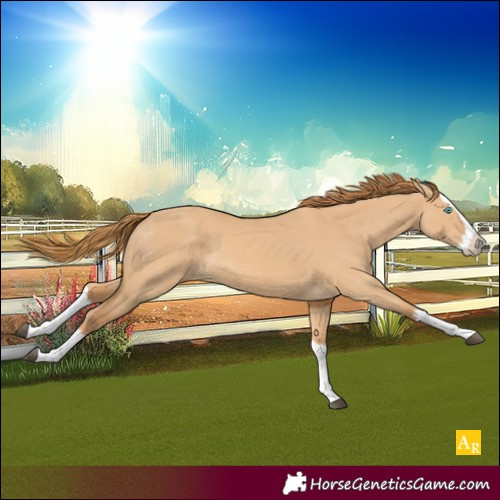Horse Color:Red Dun Splash 