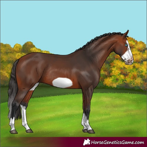 Horse Color:Bay Splash Frame Rabicano