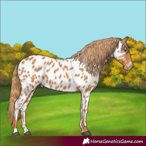 Horse Color:Chestnut Near Leopard