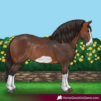 Horse Color:Bay Splash Frame Rabicano 