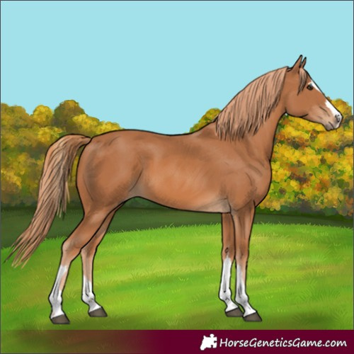 Horse Color:Unknown 