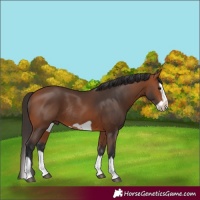 Horse Color:Bay Splash Frame Rabicano 