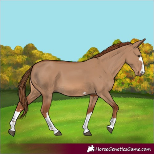 Horse Color:Red Dun 