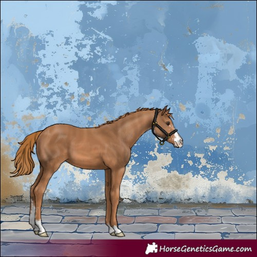 Horse Color:Chestnut Sabino