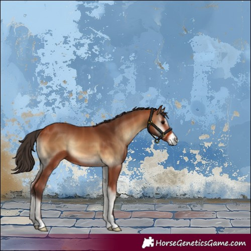 Horse Color:Bay Onyx