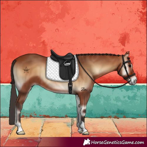 Horse Color:Bay Onyx