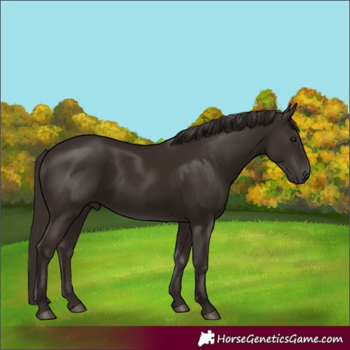 Horse Color:Liver Chestnut 