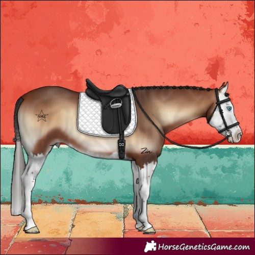 Horse Color:Bay Onyx Splash