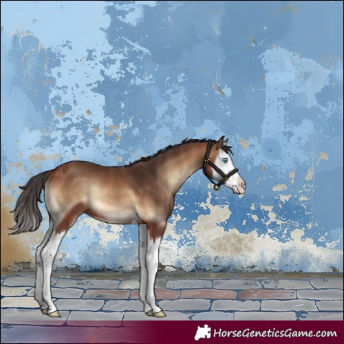 Horse Color:Bay Onyx Splash