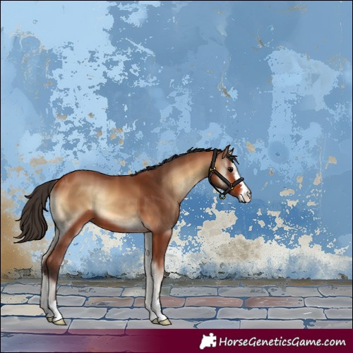 Horse Color:Bay Onyx