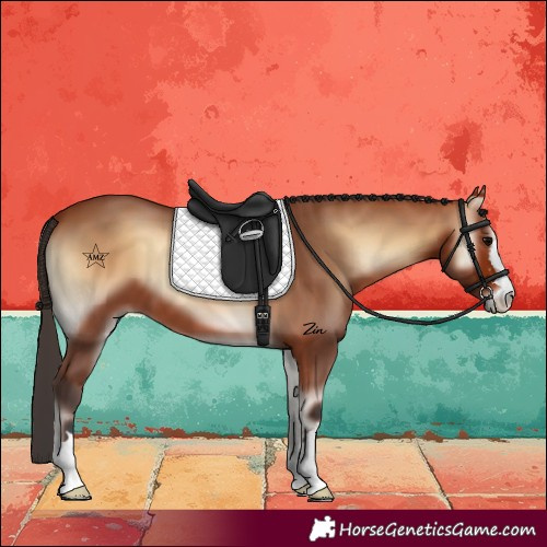 Horse Color:Bay Onyx