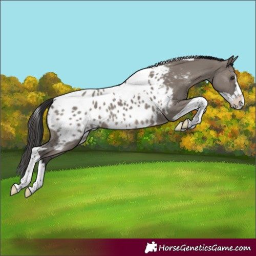 Horse Color:Grullo Splash Tobiano Near Leopard