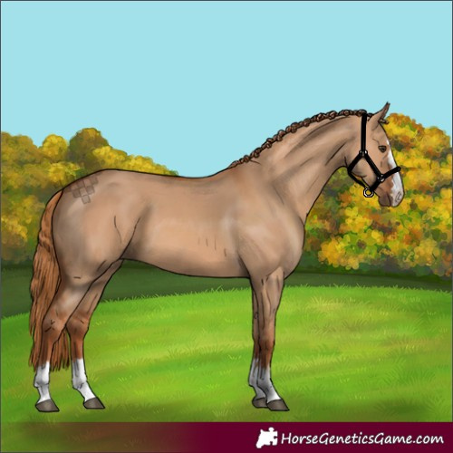 Horse Color:Red Dun
