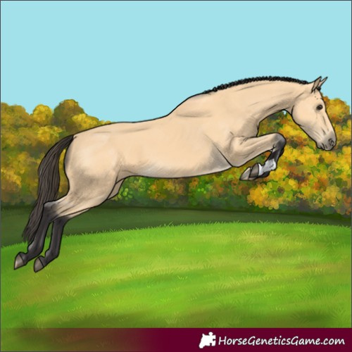 Horse Color:Buckskin 