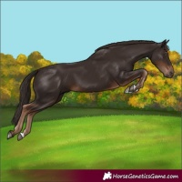 Horse Color:Liver Chestnut 