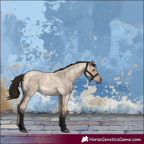 Horse Color:Gray Buckskin Roan Dun