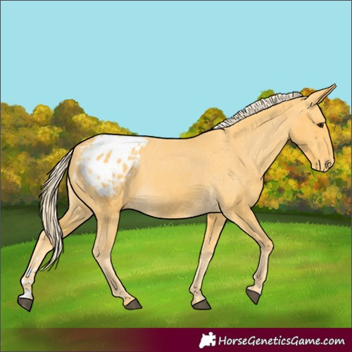 Horse Color:Palomino Appaloosa 