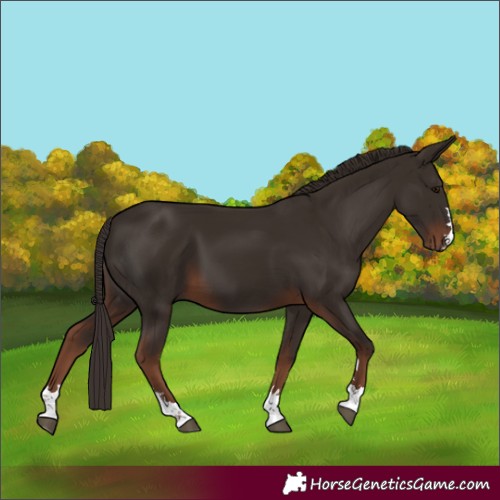 Horse Color:Liver Chestnut