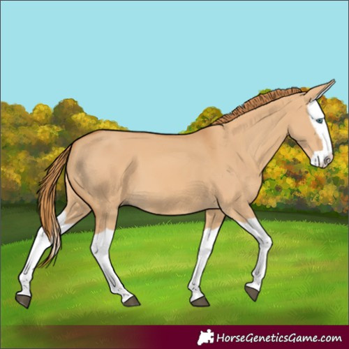 Horse Color:Red Dun Splash 