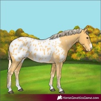 Horse Color:Palomino Appaloosa 