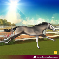 Horse Color:Gray Blue Onyx 