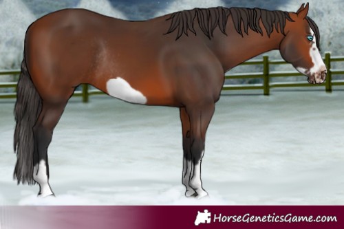 Horse Color:Bay Splash Frame Rabicano