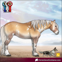 Horse Color:White Spotted Silver Buckskin Onyx 