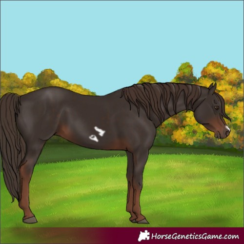 Horse Color:Unknown 