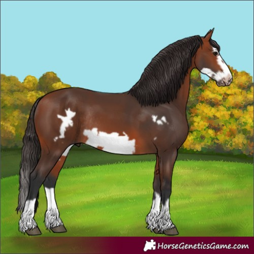 Horse Color:Bay Splash Frame Rabicano