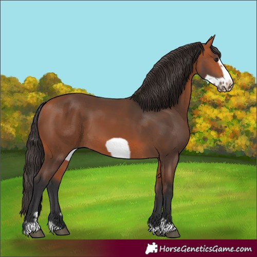 Horse Color:Bay Frame