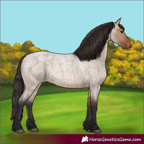 Horse Color:Bay Roan Dun Frame 