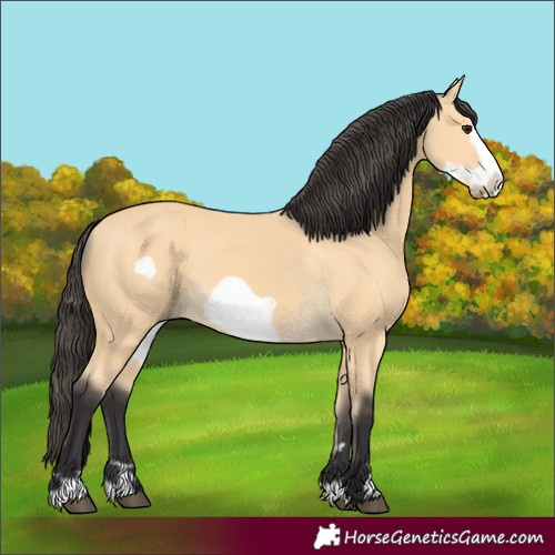 Horse Color:Buckskin Frame 