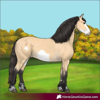 Horse Color:Buckskin Frame 