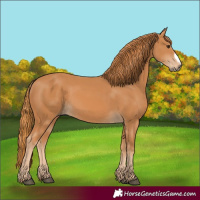Horse Color:Chestnut Frame 